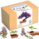  Ein Set für den Anbau von Bonsai-Paulownia-Kaiserbäumen