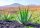  Aloe-Sämling in einem 0,5-1-Liter-Behälter