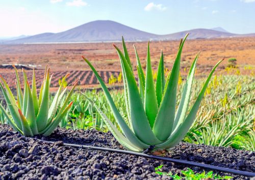  Aloe-Sämling in einem 0,5-1-Liter-Behälter