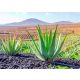  Aloe-Sämling in einem 0,5-1-Liter-Behälter