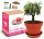  Samenset Wassermelone (Sugar Baby) 1 g