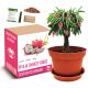  Samenset Wassermelone (Sugar Baby) 1 g