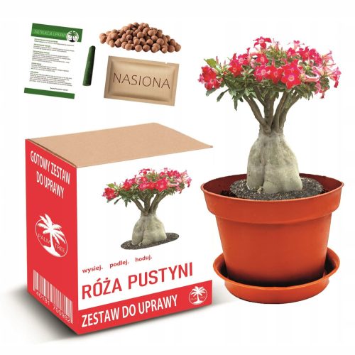  DESERT ROSE Blumenbaum-Bonsai-Anzuchtset