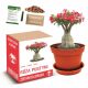 DESERT ROSE Blumenbaum-Bonsai-Anzuchtset