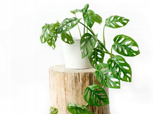  Monstera Affenmaske Wunderschön, mit Löchern, ~ 18 cm