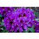  Rhododendren- und Azaleensämlinge im Behälter 0,5-1l 18-25 cm