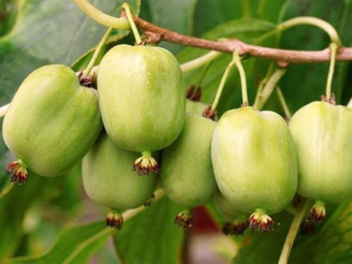  MINI KIWI Actinidia ISSAI Selbstbestäubender Zwitter HIT