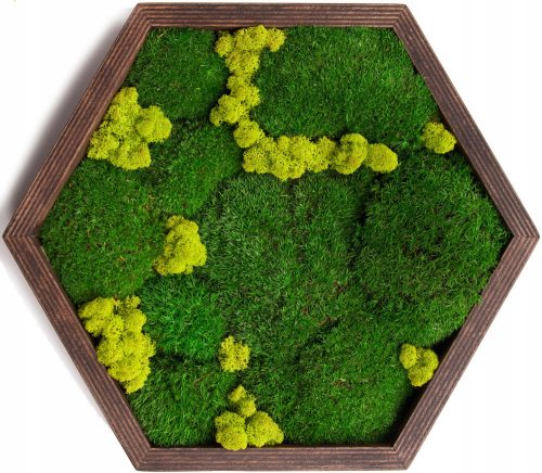 Bilder an der Wand MOOSBILD MOOS WOHNEN GEMÄLDE GESCHENK DEKORATION ECO XL