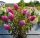  Weiße, rosa Hortensien, Sämlinge im 0,5-1l-Behälter, 15-20 cm