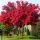  Lagerstroemia Red roter, rosa Sämling im Behälter 0,5-1l 10-15 cm