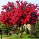  Lagerstroemia Red roter, rosa Sämling im Behälter 0,5-1l 10-15 cm
