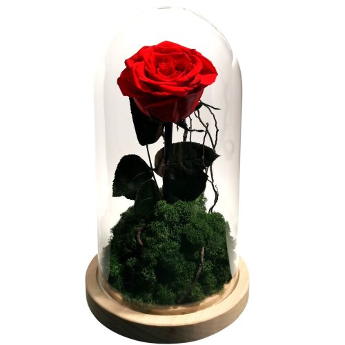 Echte ewige Rose im Glas L 24cm ROTER Wald