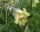  YELLOW PASSANQUE – eine Delikatesse für den Garten
