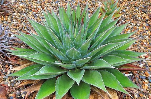  Agave Agave montana frostbeständig -12C