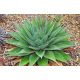 Agave Agave montana frostbeständig -12C