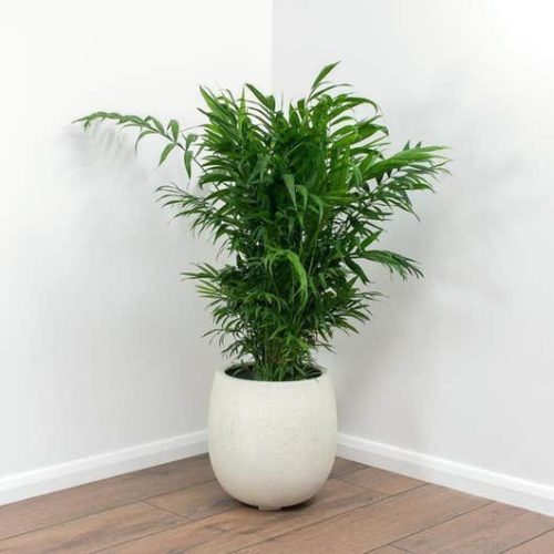  Chamaedorea Elegans-Sämling in einem 0,5-1-Liter-Behälter