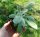  100 Kapseln Gojnik Bergtee (Sideritis syriaca) Samen