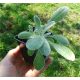  100 Kapseln Gojnik Bergtee (Sideritis syriaca) Samen