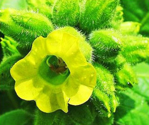  100-Korn-Samen von Bakun-Tabak (Nicotiana Rustica).