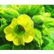  100-Korn-Samen von Bakun-Tabak (Nicotiana Rustica).