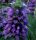  Zitronengrassamen (Monarda Citriodora).
