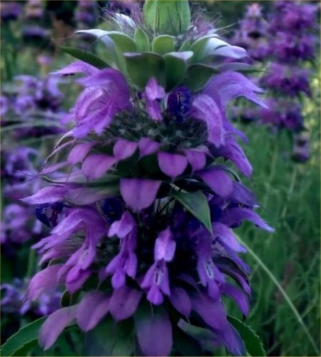  Zitronengrassamen (Monarda Citriodora).