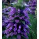  Zitronengrassamen (Monarda Citriodora).