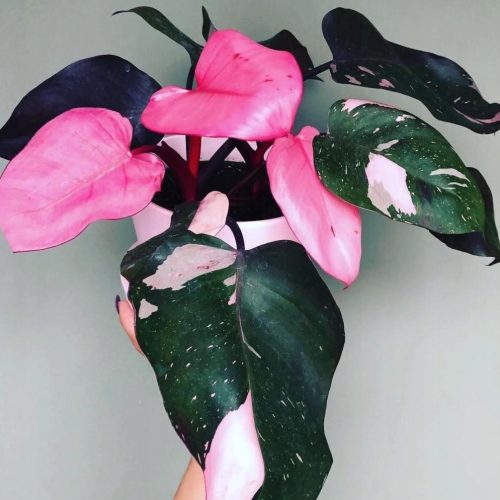  Philodendron Pink Princess Sämling im 0,5l-Behälter