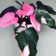 Philodendron Pink Princess Sämling im 0,5l-Behälter