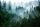 Fototapete GRÜNER WALD IM NEBEL 294x260 Vliesstoff