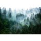 Fototapete GRÜNER WALD IM NEBEL 294x260 Vliesstoff