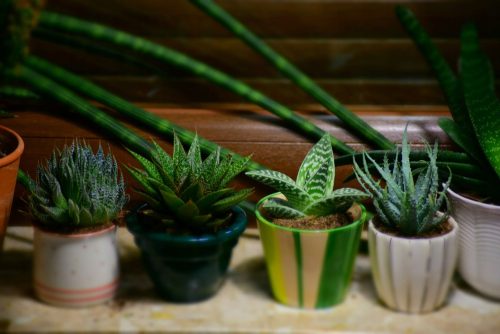  Aloe-Sämling im 0,5-l-Behälter