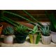  Aloe-Sämling im 0,5-l-Behälter