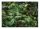 Fototapete DARK JUNGLE Tropischer Wald 368x254