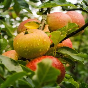    Złota Reneta Apfelbäume, Sämling mit nackten Wurzeln, 110-130 cm