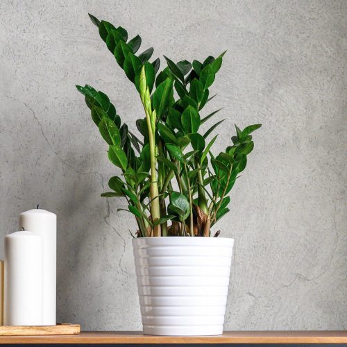  Zamioculcas pflanzen Setzlinge in einen 0,5-1-Liter-Behälter