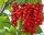  Chinesische Schisandra GROSSER Sämling JEDER trägt Früchte CREEPER Frucht des LEBENS Sadova Nr. 1