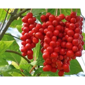    Blaubeer- und Sadova-Blaubeer-Sämling in einem 1-2-l-Behälter, 15-20 cm