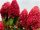 BOUQUET HYDRENSION FRAISE MELBA ROSA UND ROT