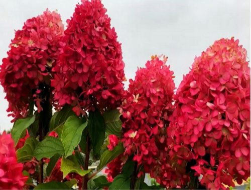  BOUQUET HYDRENSION FRAISE MELBA ROSA UND ROT