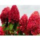  BOUQUET HYDRENSION FRAISE MELBA ROSA UND ROT