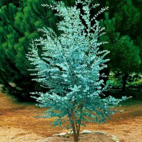  Blauer Eukalyptuskeimling in einem 0,5-1-Liter-Behälter