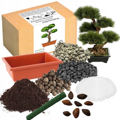  BONSAI-ZUCHTSET, JAPANISCHE SCHWARZKIEFER, LANGJÄHRIGER ZIERSTUCH