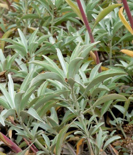  WEISSER SALBEI Salvia Apiana FÜR RÄUCHERUNG 100 SAMEN