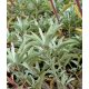 WEISSER SALBEI Salvia Apiana FÜR RÄUCHERUNG 100 SAMEN