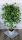 Künstliche Blumen und Früchte Künstlicher Ficus Benjamina-Baum, 100 cm, Blüte