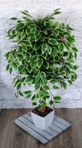 Künstliche Blumen und Früchte Künstlicher Ficus Benjamina-Baum, 100 cm, Blüte