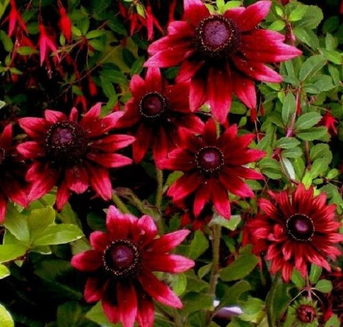  RUDBEKIA CHERRY BRANDY SEEDS einzigartige kirschrote Blüten