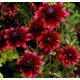  RUDBEKIA CHERRY BRANDY SEEDS einzigartige kirschrote Blüten