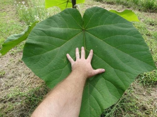  Paulownia Shan Tong Samen 100 Stück